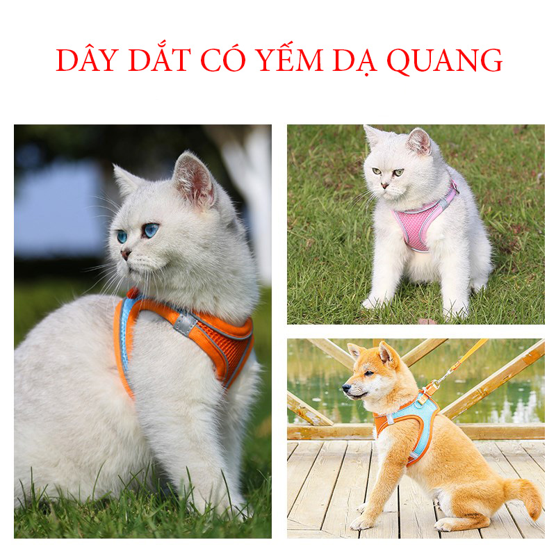 Dây dắt chó mèo kèm yếm đeo, yếm có dạ quang sáng ban đêm