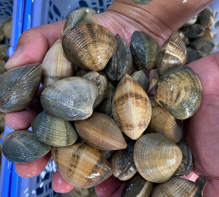 [Chỉ Giao Nội Thành HCM] HCM - 1Kg Sò Mía Thiên Nhiên Tươi Sống (40-45 con) - Giao Nhanh Trong 2H