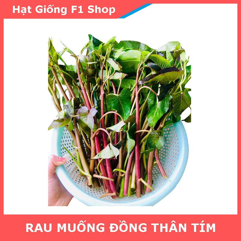 Hạt giống rau muống đồng cọng tím Rado 82- Hữu Cơ Xanh