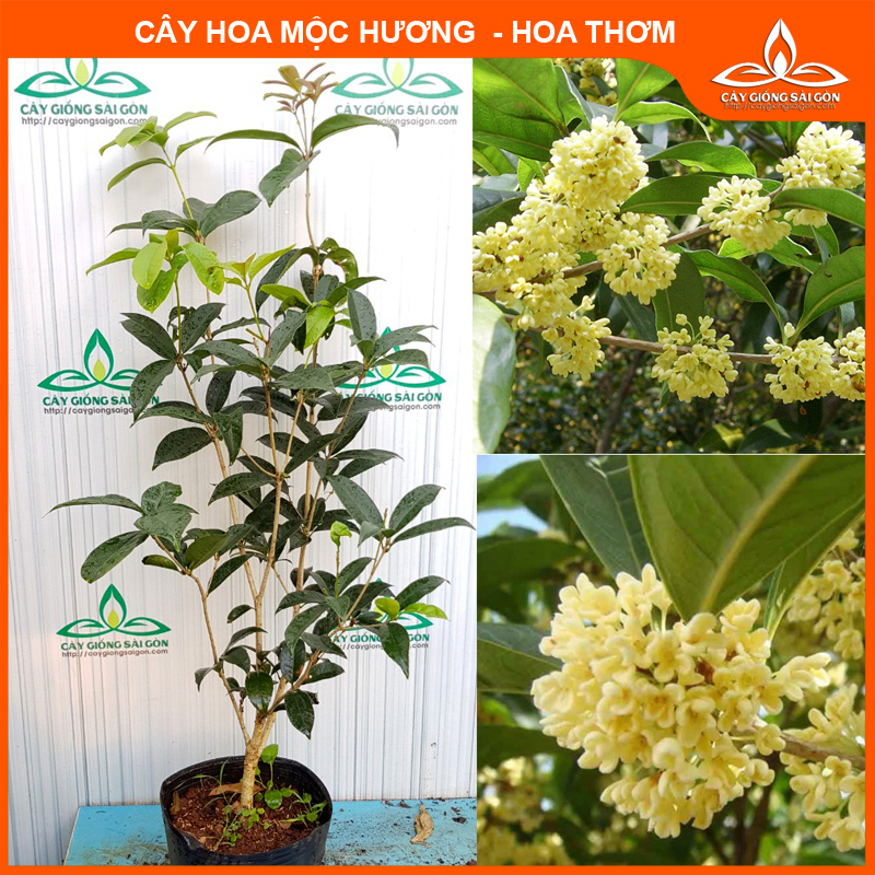 Cây mộc hương ta hoa thơm cây trồng mang tài lộc vượng khí cho nhà bạn