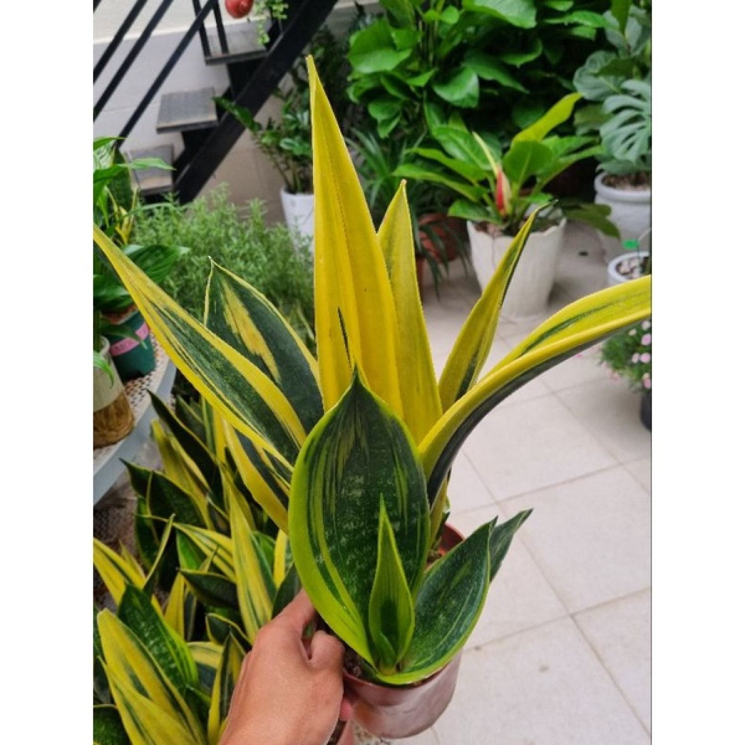 Lưỡi hổ hoàng kim - chậu nhiều thân