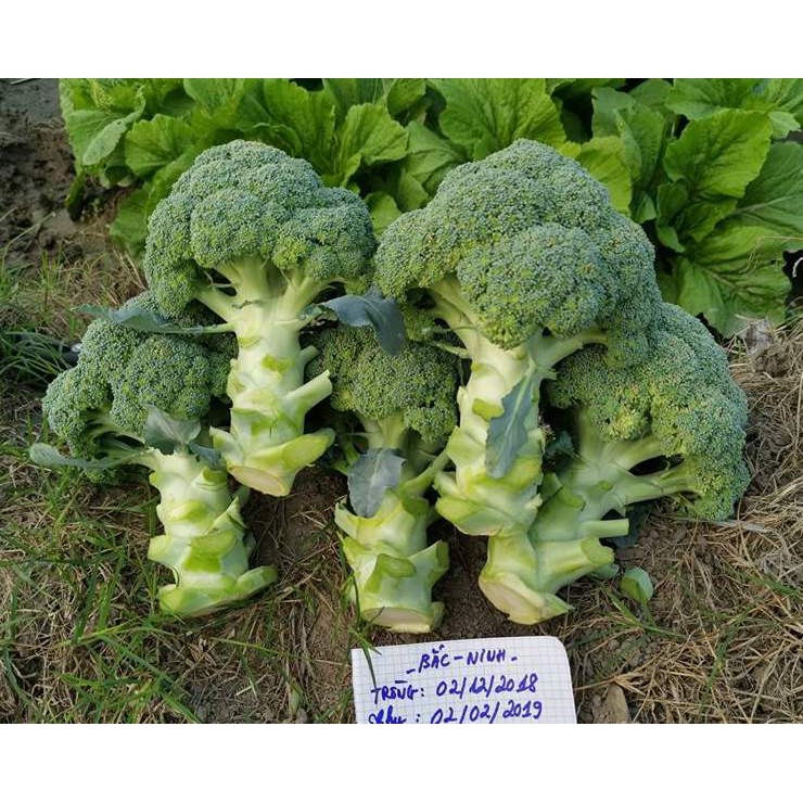 Gói 20 hạt súp lơ lanh, tặng kích mầm