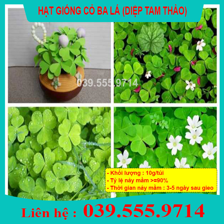 Hạt Giống Cỏ Ba Lá 10gram- Cỏ may mắn giúp trang trí sân vườn, bồn cây, để bàn