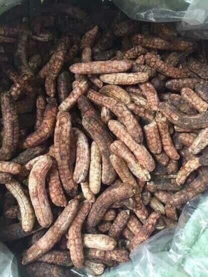 Chuối hột rừng vị thuốc hỗ trợ điều trị Sỏi Thận -1kg nguyên quả