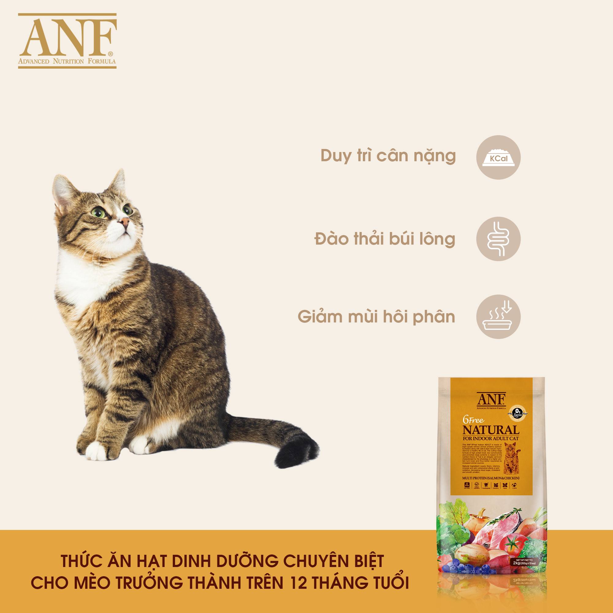 Hạt mèo anf adult mèo trưởng thành bao 2kg