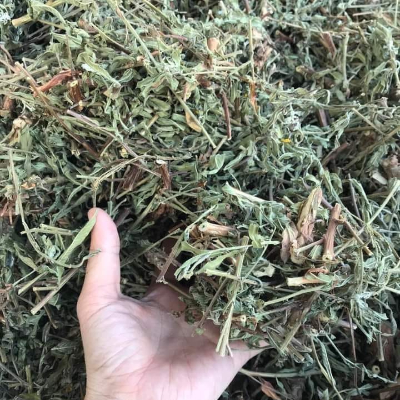 Cây rau mương khô loại 1