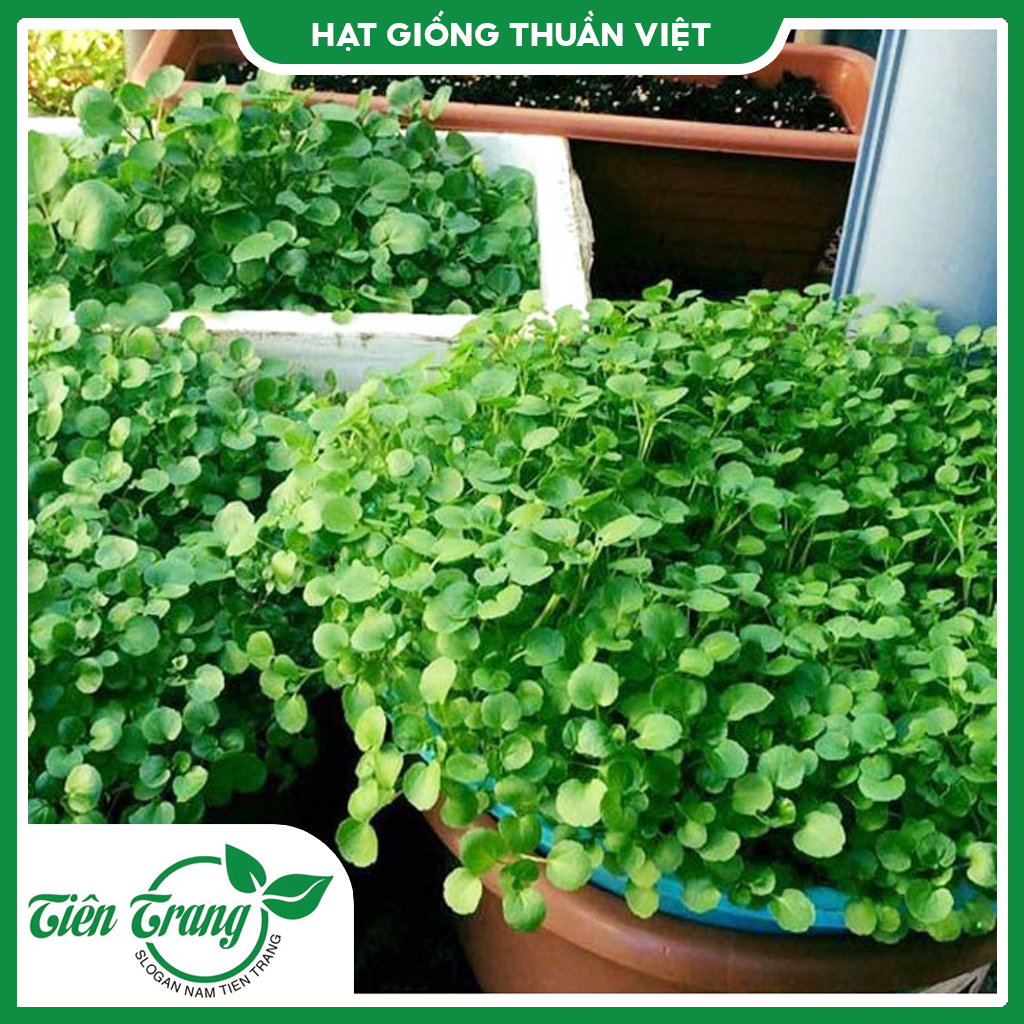 Hạt giống rau xà lách xoong mỹ tn