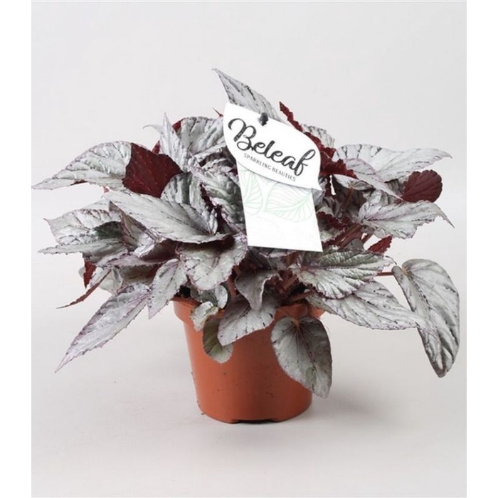 Begonia Arcitic Breeze - Thu hải đường có lá ánh bạc cực đẹp