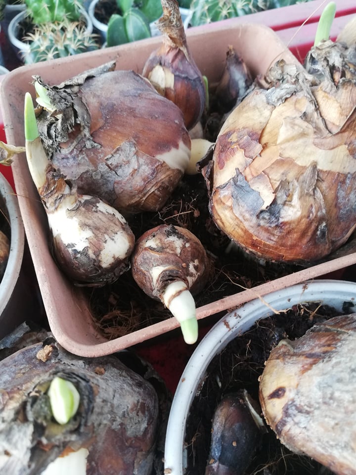 HCM [giá tốt ]- Thủy tiên loại củ size trung 16/18 cdhu vi  có củ con