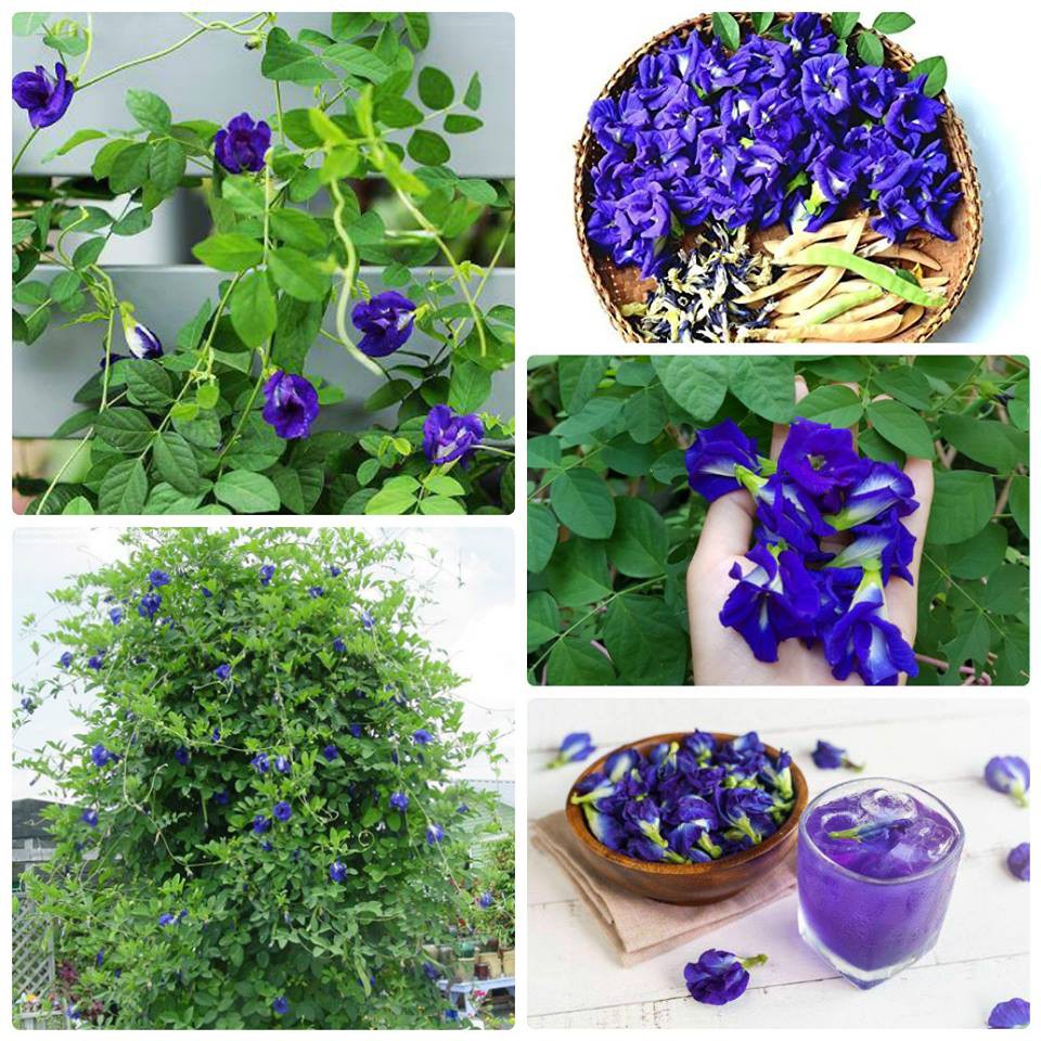 Hạt giống hoa đậu biếc cánh đơn-gói 20 hạt