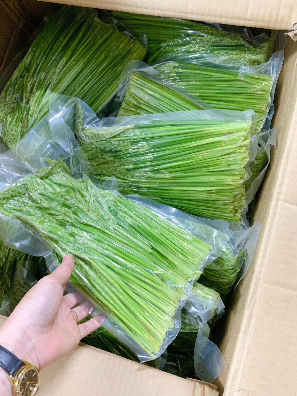 Đòng đòng lúa nếp nương Điện Biên hút chân không ngâm rượu 1kg