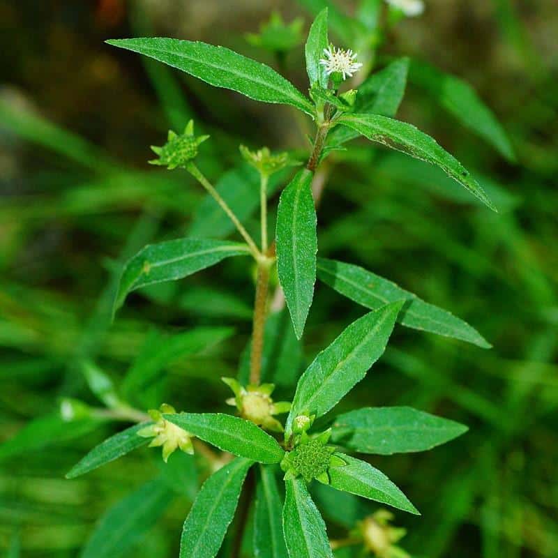 50 hạt giống Cỏ Mực Nhọ Nồi Trị Nhiều Bệnh