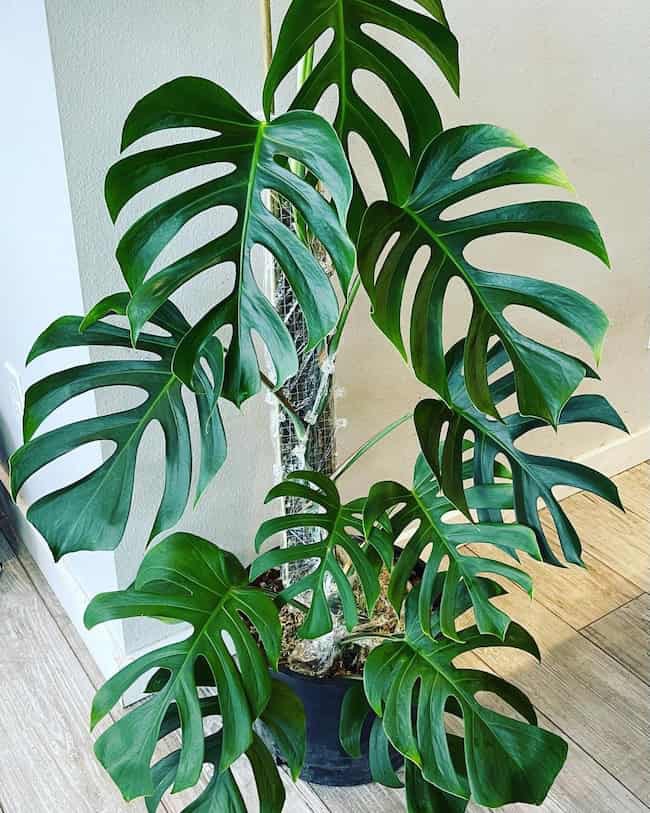 [CÓ HỎA TỐC] Cây Monstera Sierrana - Monstera form đột biến - Cây cảnh decor, kiểng lá, cây trang tr