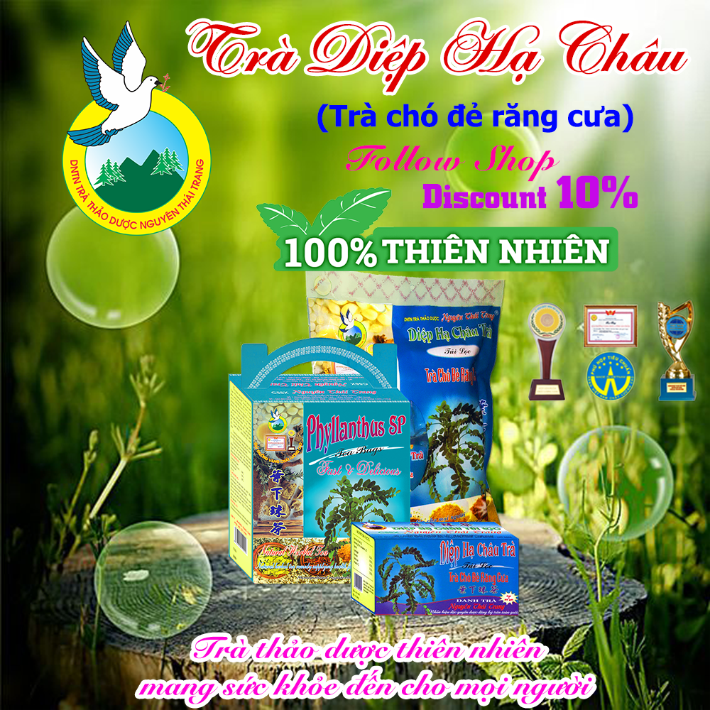 Trà Diệp Hạ Châu Túi Lọc  -  Điều τrị Viêm Gan B , Mỡ Máu- Nguyên Thái Trang - Thảo Dược Thiên Nhiên - Tốt Cho Sức Khỏe