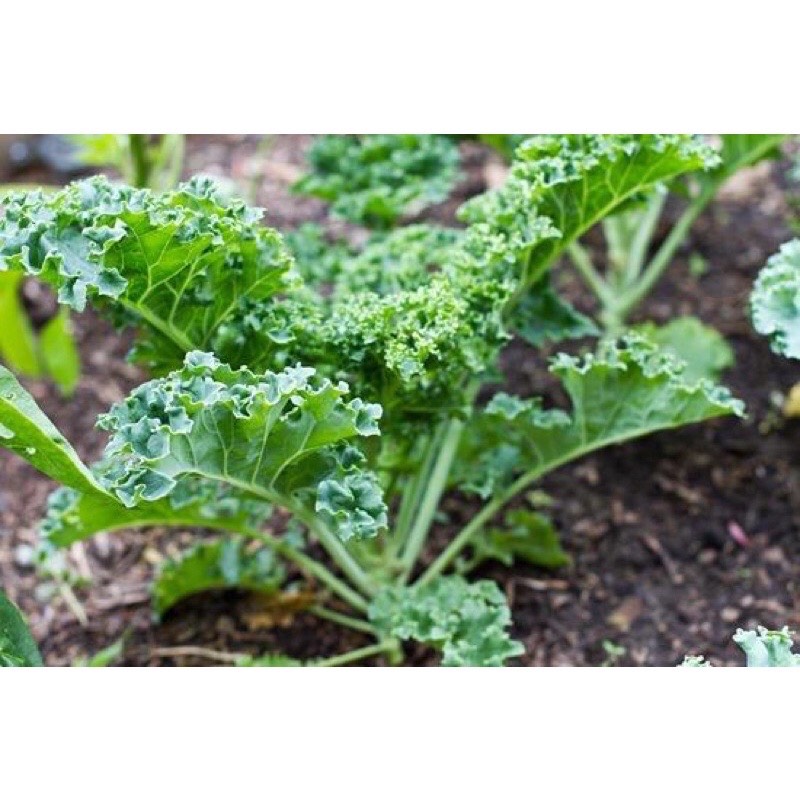 2gr hạt giống cải xoăn kale - cải xoăn xanh