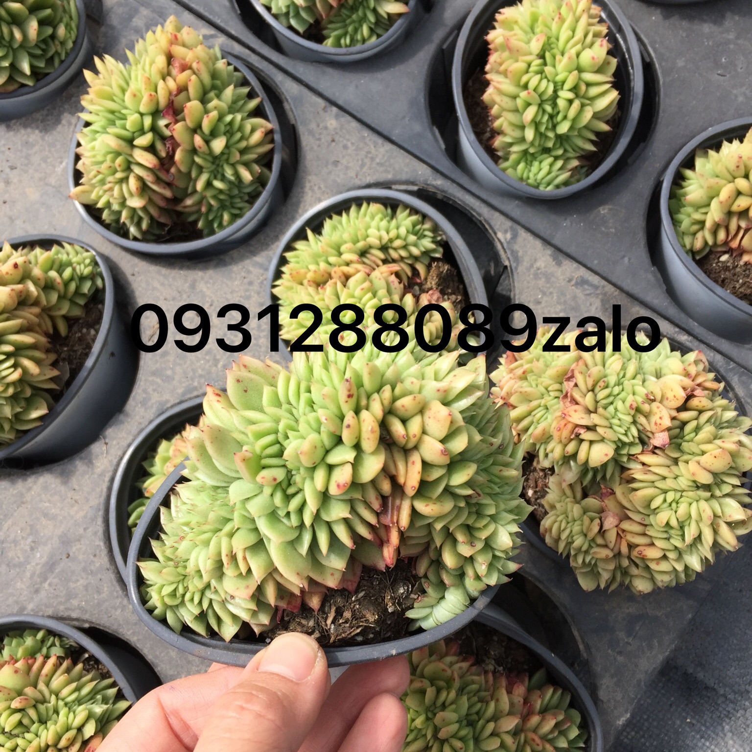 Cây sen đá giva đột biến crest