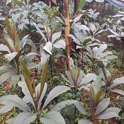 Combo 2 cây giống khôi nhung tía