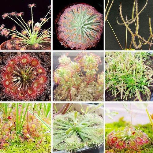 Hạt giống Gọng vó băt mồi , cây bẫy keo Drosera adelae dễ trồng
