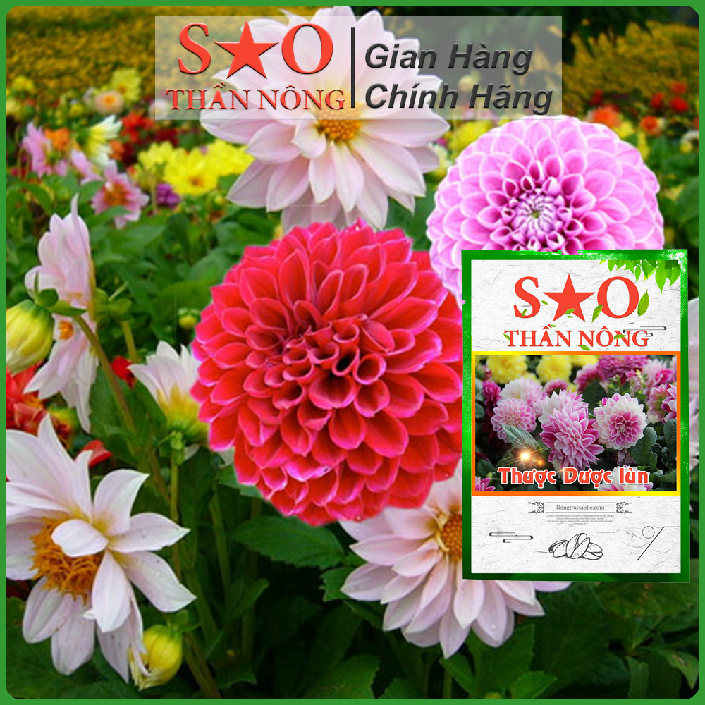 Hạt giống hoa Thược Dược mix nhiều màu - Sao Thần Nông