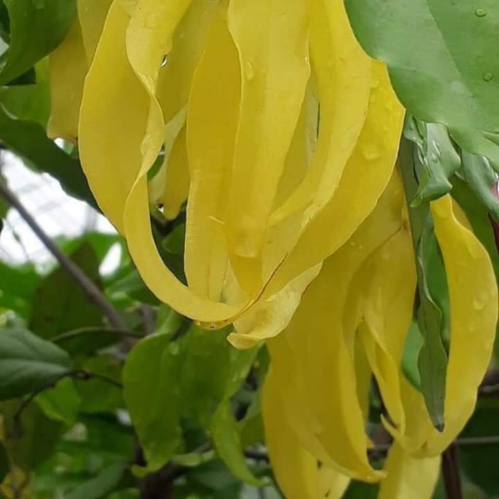 Cây giống Hoa Dẻ