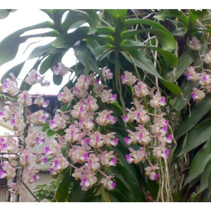 Lan Giáng Hương- Giống Lan quý mang mùi hương lan tỏa