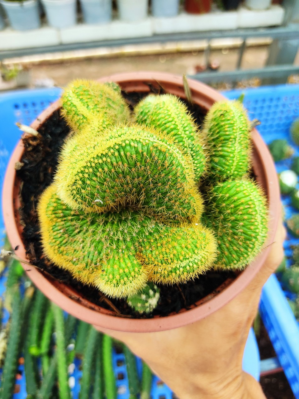 Xương rồng nga voi crest