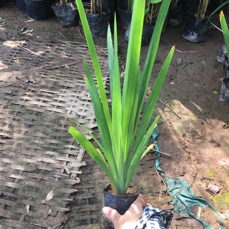 Cây diên vĩ trồng sẵn bầu đen ổn định