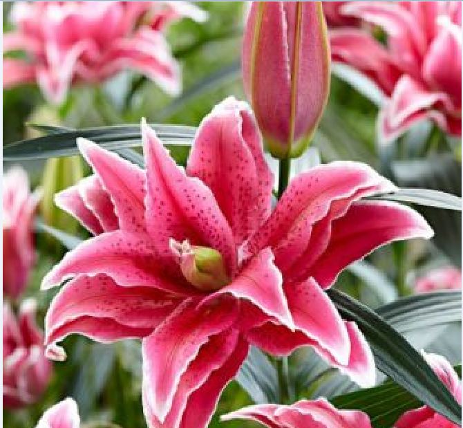 Củ Giống Hoa Ly Thân cao Hoa Kép Màu Hồng Đậm - Elena