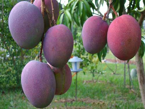 cây giống XOÀI TÍM - Giống chuẩn F1 - Siêu sai quả ngon, ngọt