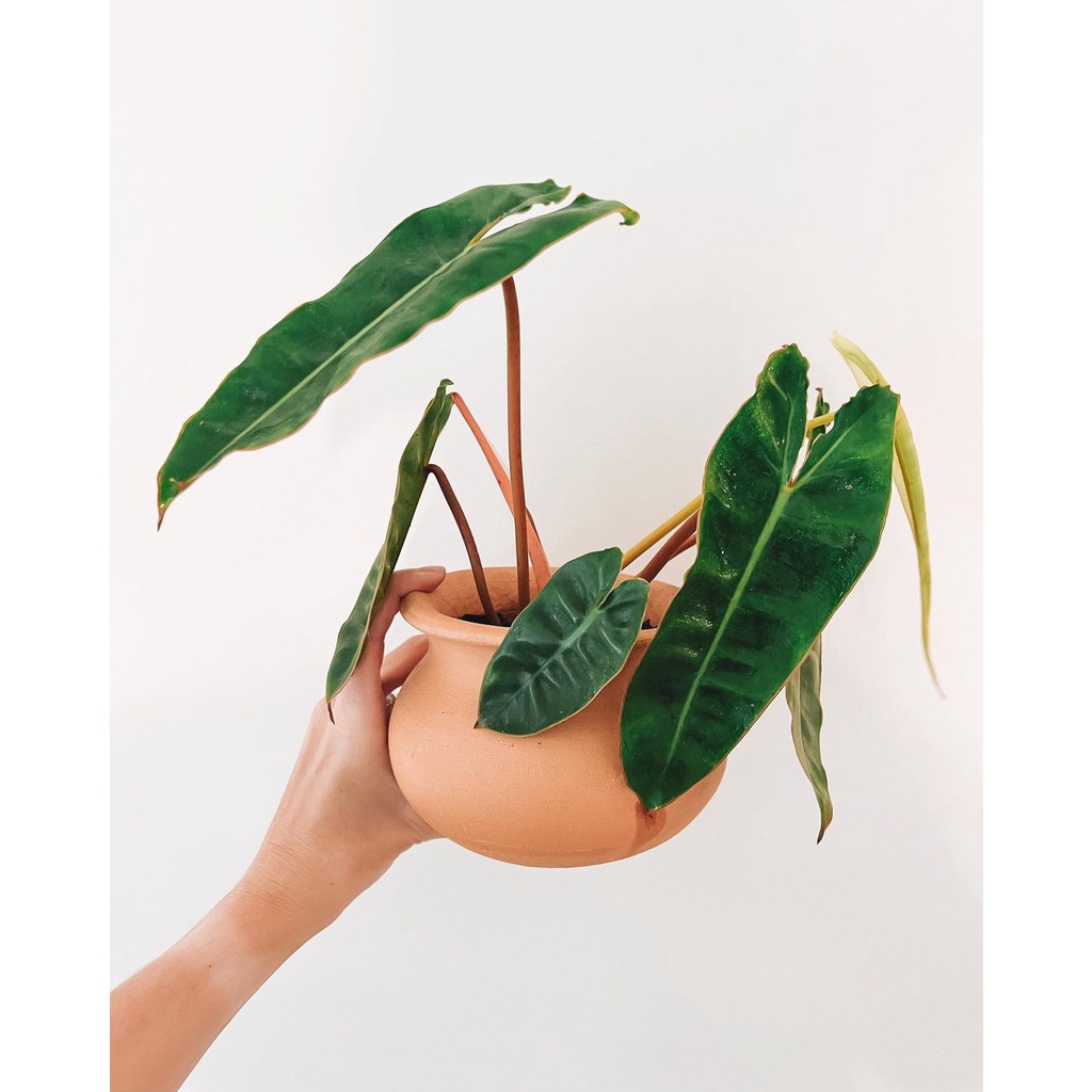 Hồng Hạc Cam Philodendron Billietiae Khoẻ, Hạc cam Philodendron Billietiae
