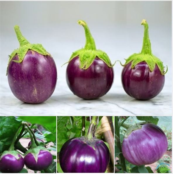 "Gói 2Gr=400Hạt " Hạt giống cà bát tím cao sản