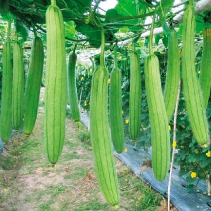 Hạt giống mướp hương siêu trái. túi 20 hạt. năng suất cao. dễ trồng