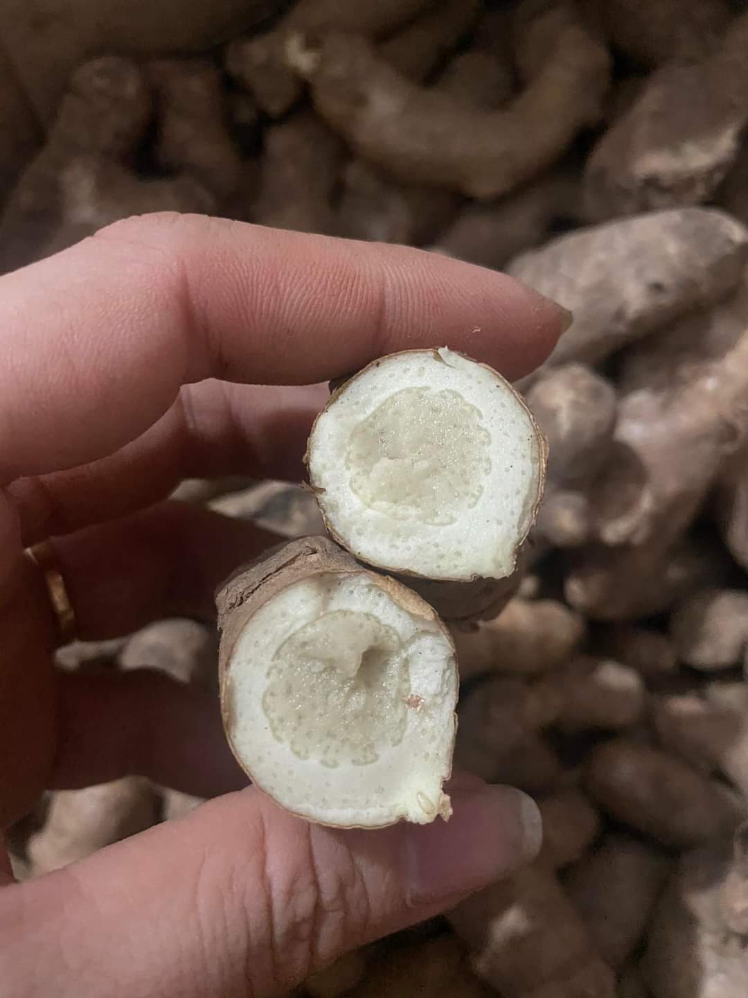 Cây giống Ngãi chống độc