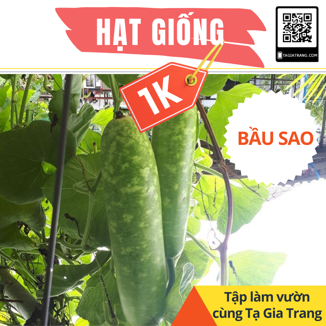Giá 1k - hạt giống bầu sao trái dài - tập làm vườn cùng tạ gia trang