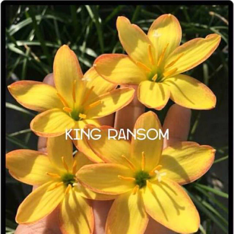 Củ huệ mưa ngoại King Ransom chuẩn mặt hoa