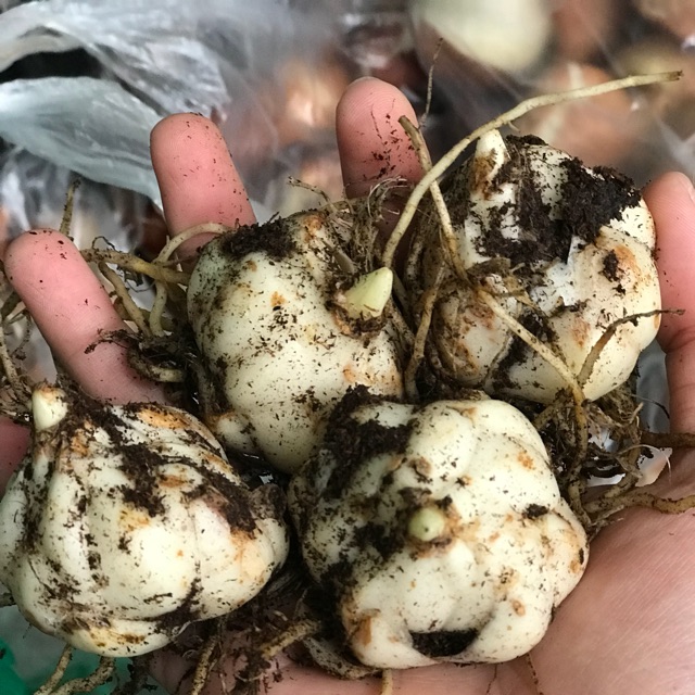 HOA LY LÙN THƠM CHUẨN HÀ LAN-củ giống