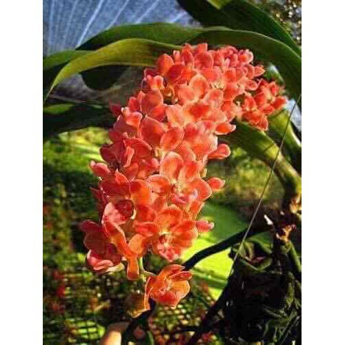 [FREESHIP - Xả Khô Máu] Phong lan đai châu màu cam - ngọc điểm thái hàng hoa tết