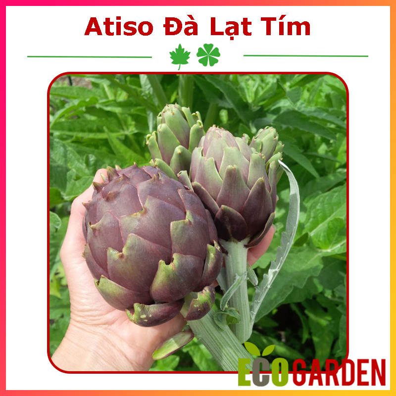 Hạt giống atiso đà lạt bông tím