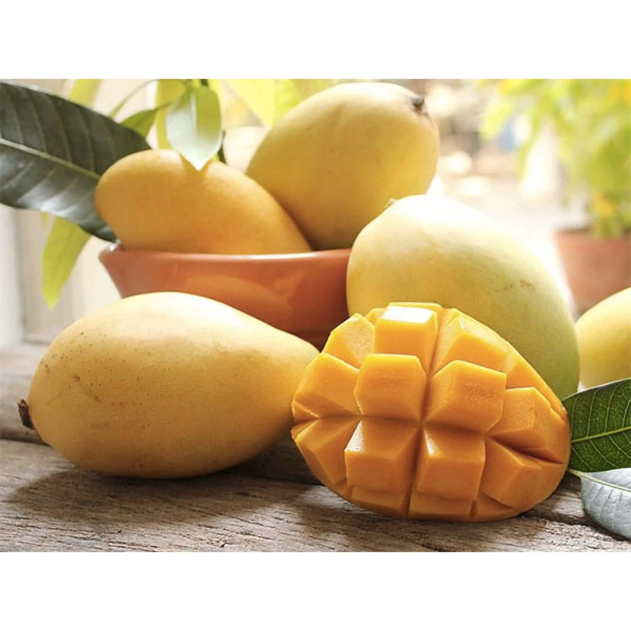 Xoài cát Hòa Lộc sấy lạnh đảm bảo sạch, Đặc sản miền Trung xứ Nghệ