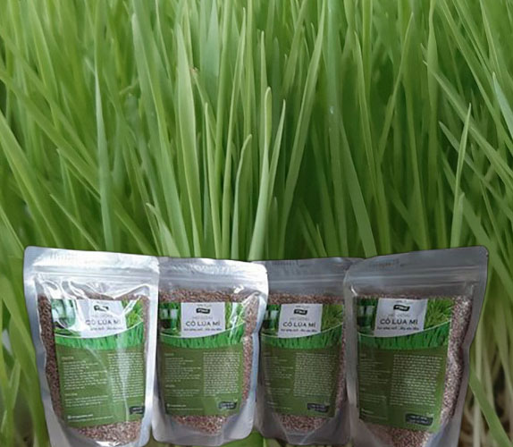 0.5kg hạt giống cỏ lúa mì italy nâu đỏ