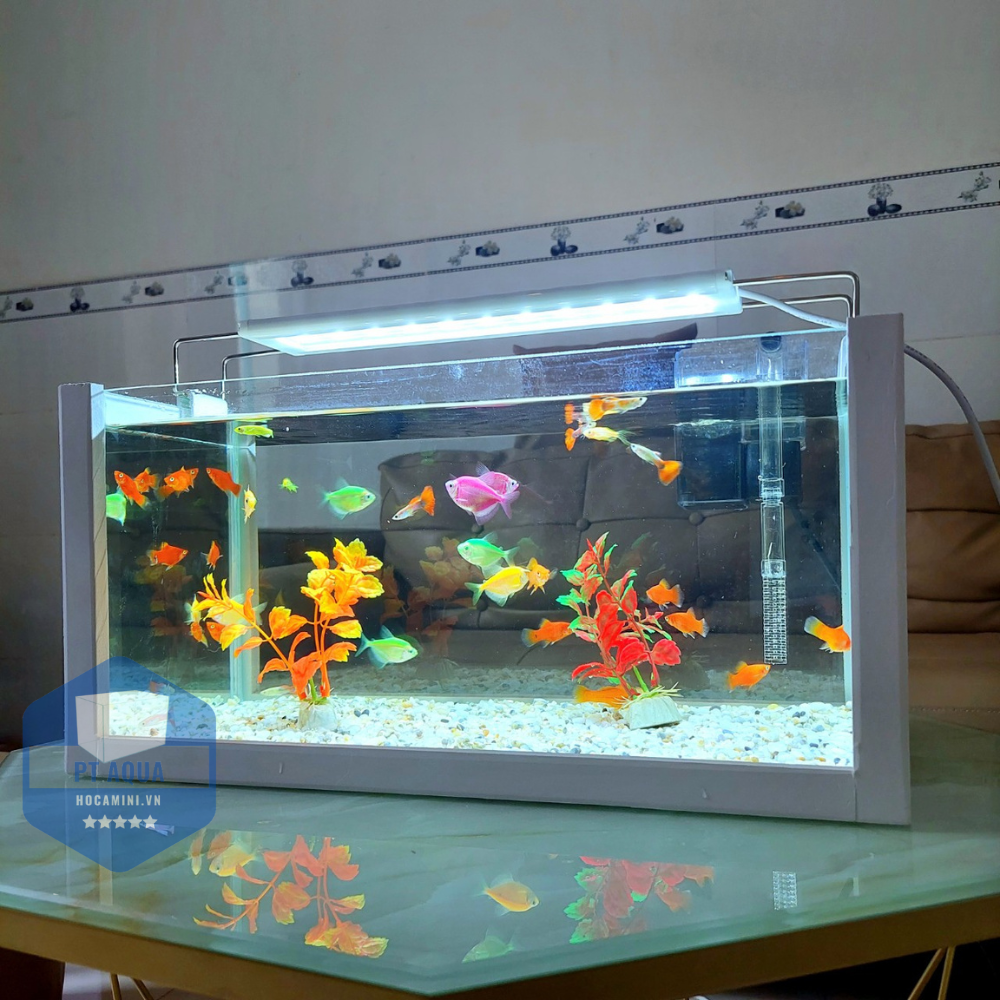 Bể cá mini 40cm COMBO đầy đủ phụ kiện