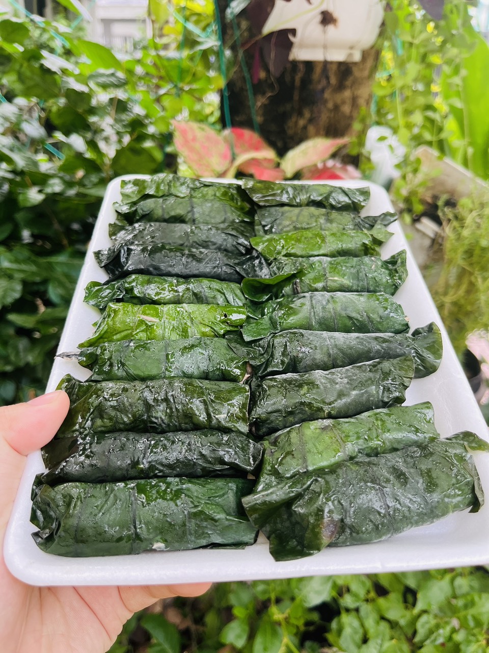 Giá Sỉ 1 VĨ Bò lá lốp - Hải Sản Kỳ Hà