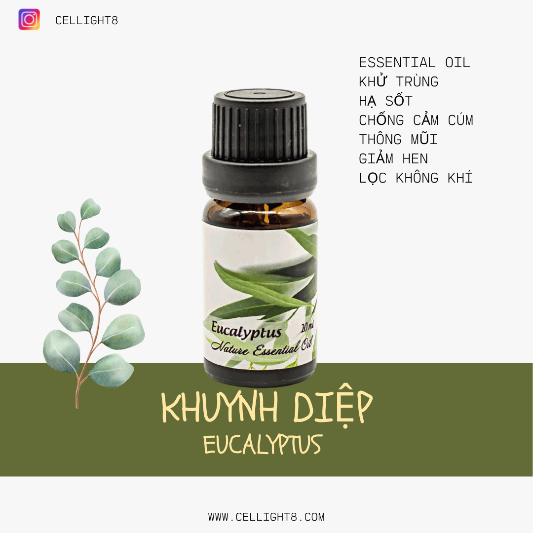 Tinh dầu khuynh diệp - Eucalyptus Essential Oil