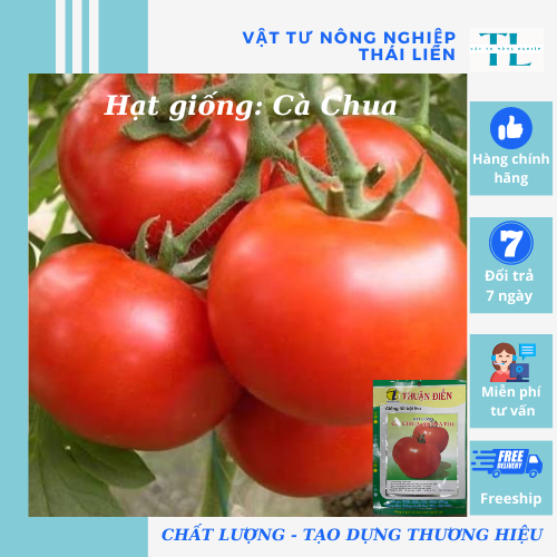 Hạt giống Cà Chua cherry đỏ, hàng công ty Thuận Điền