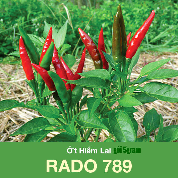 [HCM]Gói 5gram hạt giống ớt hiểm lai F1 trái chùm - hàng công ty chất lượng tốt -tỉ lệ nẩy mầm 85%-giống kháng bệnh cao