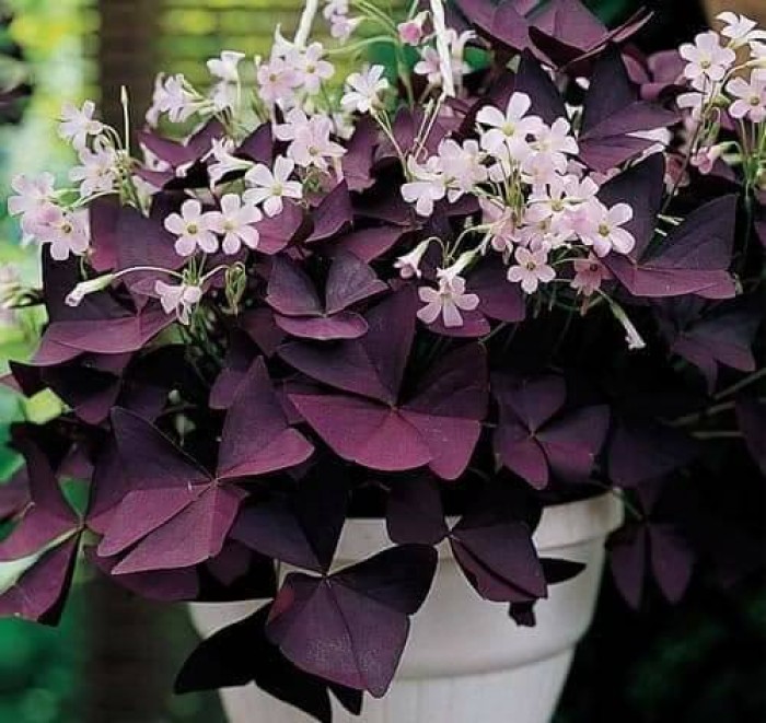 [HCM]Combo 5 củ hoa bướm đêm