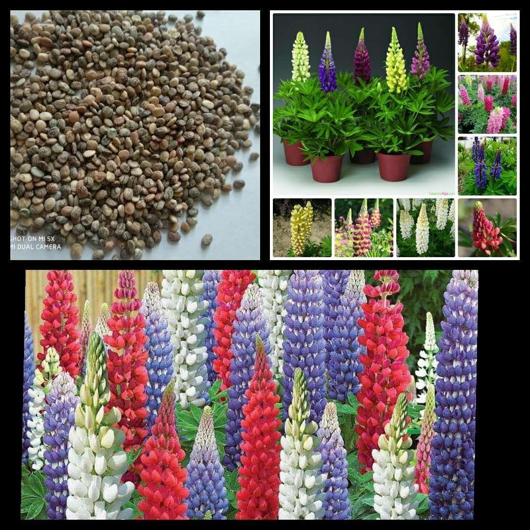 HG162- gói 50 hạt giống hoa đậu lupin