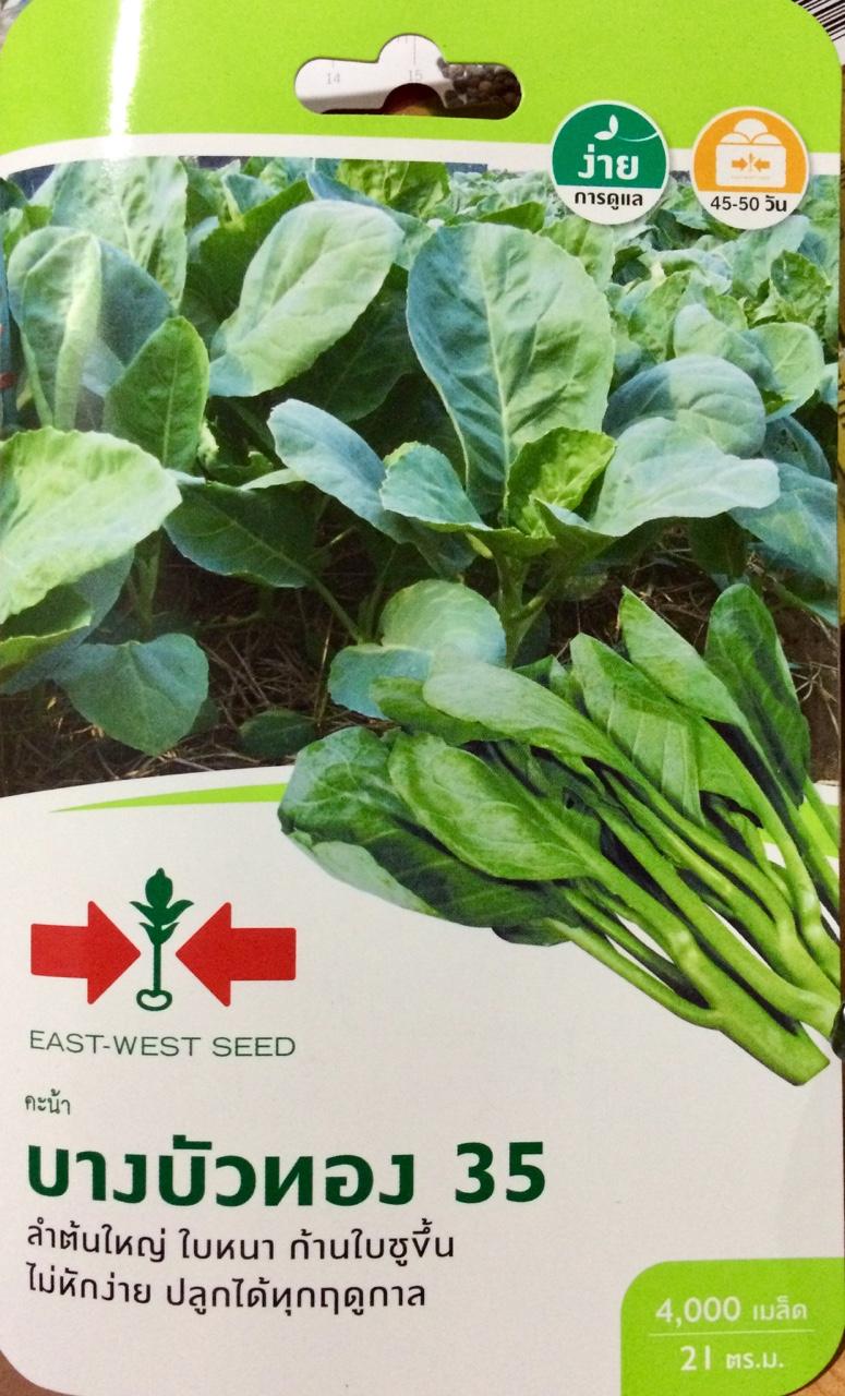 [HCM]Hạt giống Thái Lan: Cải Lá Xoăn Hai Mũi Tên _Gói 4000 hạt (21gram) .