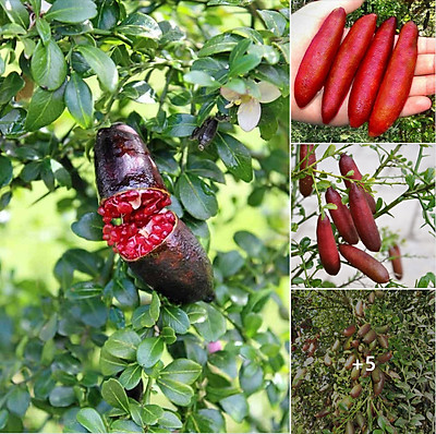 Cây giống tranh trứng cá hồi