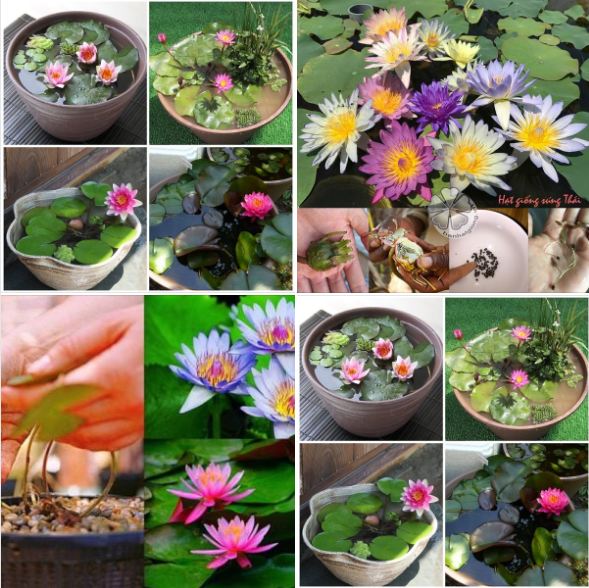 Hạt giống hoa súng thái mini nhiều màu - gói 5 hạt